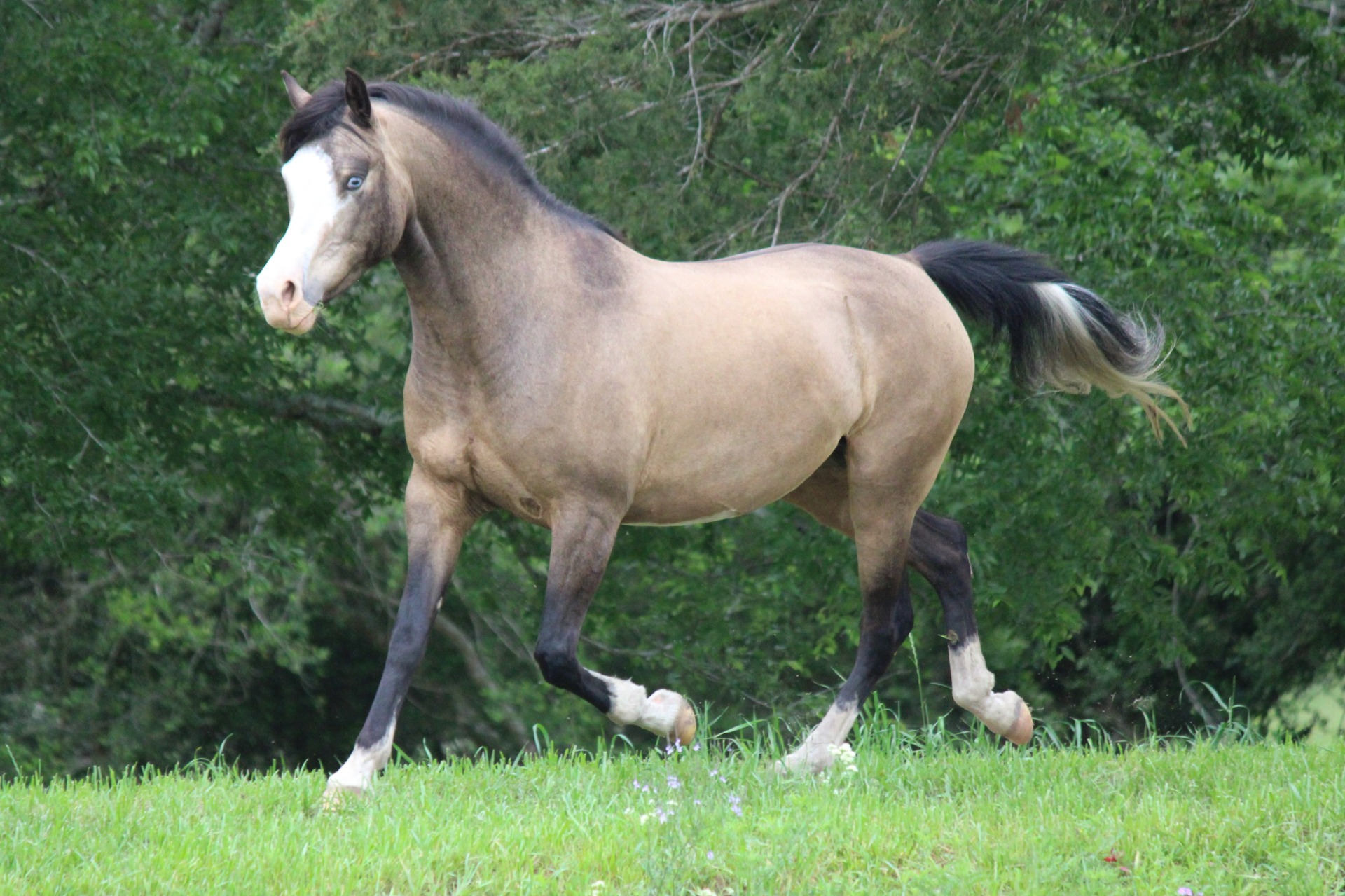 Homozygous Splash, Shez Beyond Marvelous