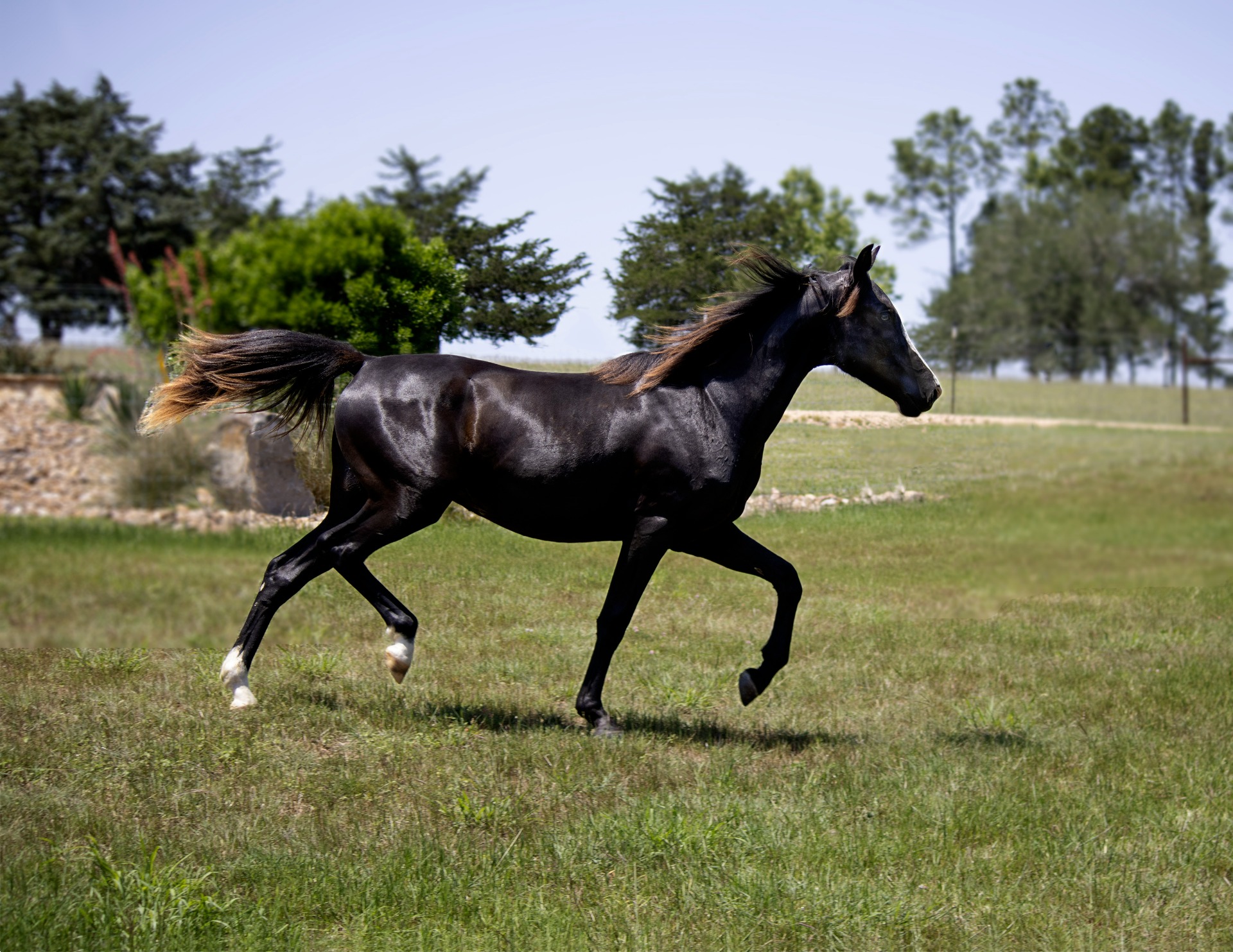 Heterozygous splash, Selah's Splashing Ovation