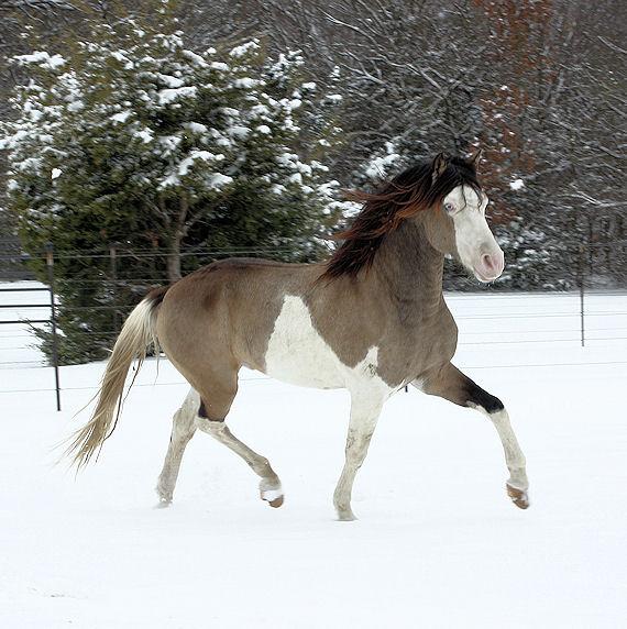 MEMC On Target, photo courtesy of MEMC Morgans