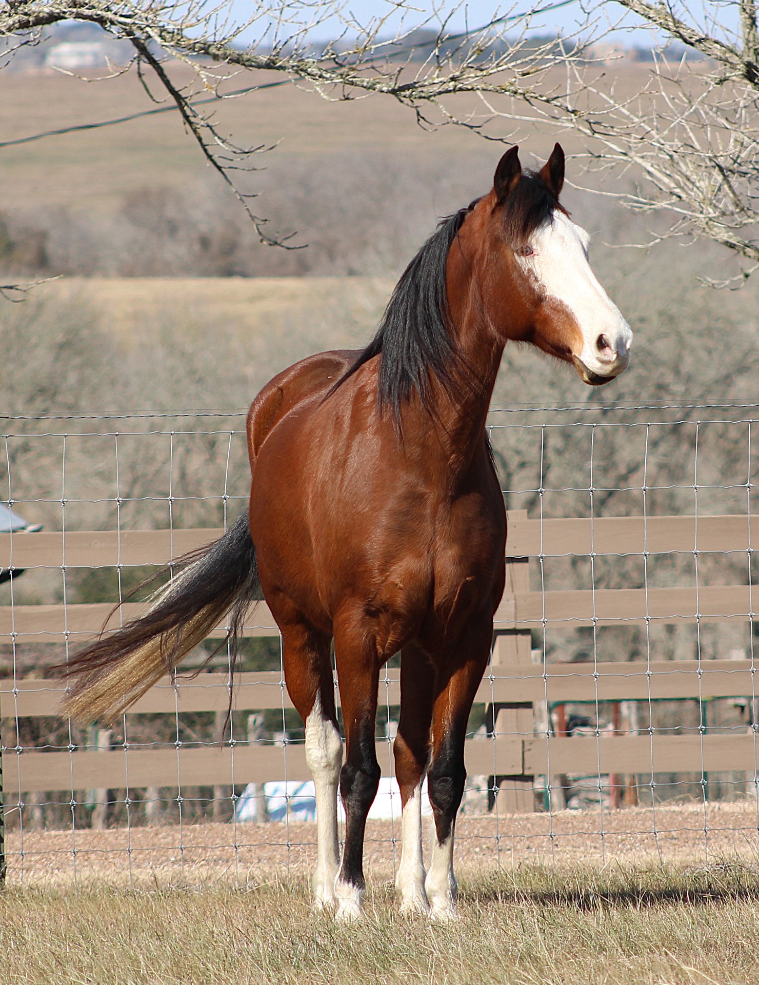 Roseridge Tempest, homozygous splash bay