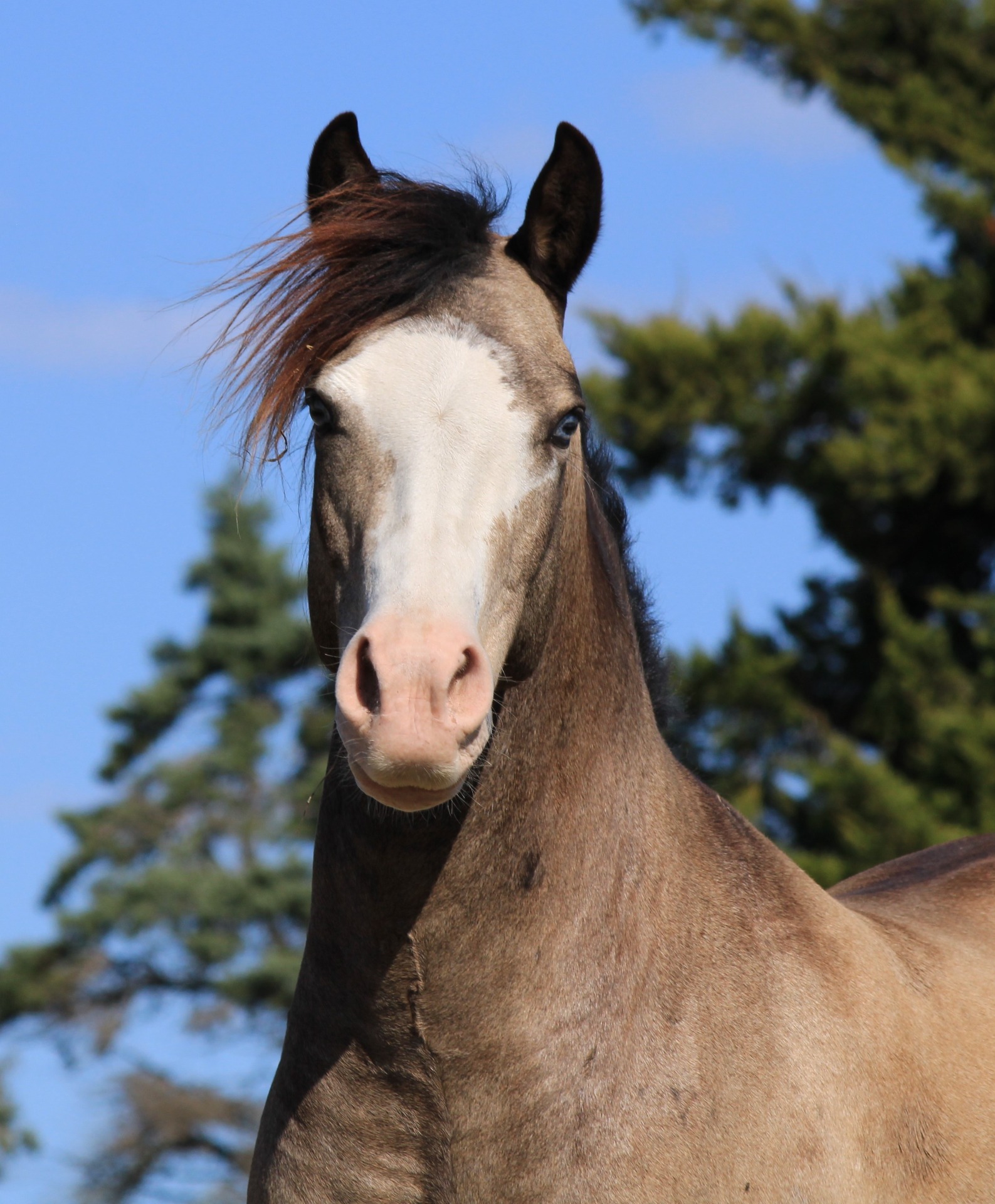 She has 2 blue eyes and a large belly spot