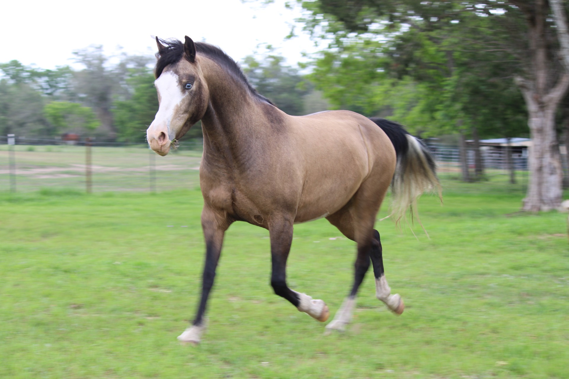 Homozygous splash buckskin